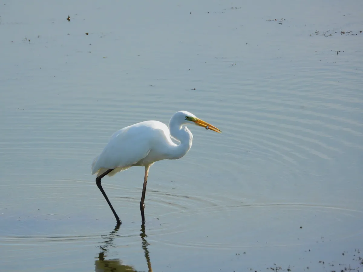 Spotted Great Egret