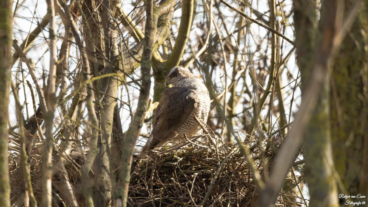 Spotted Eurasian Goshawk