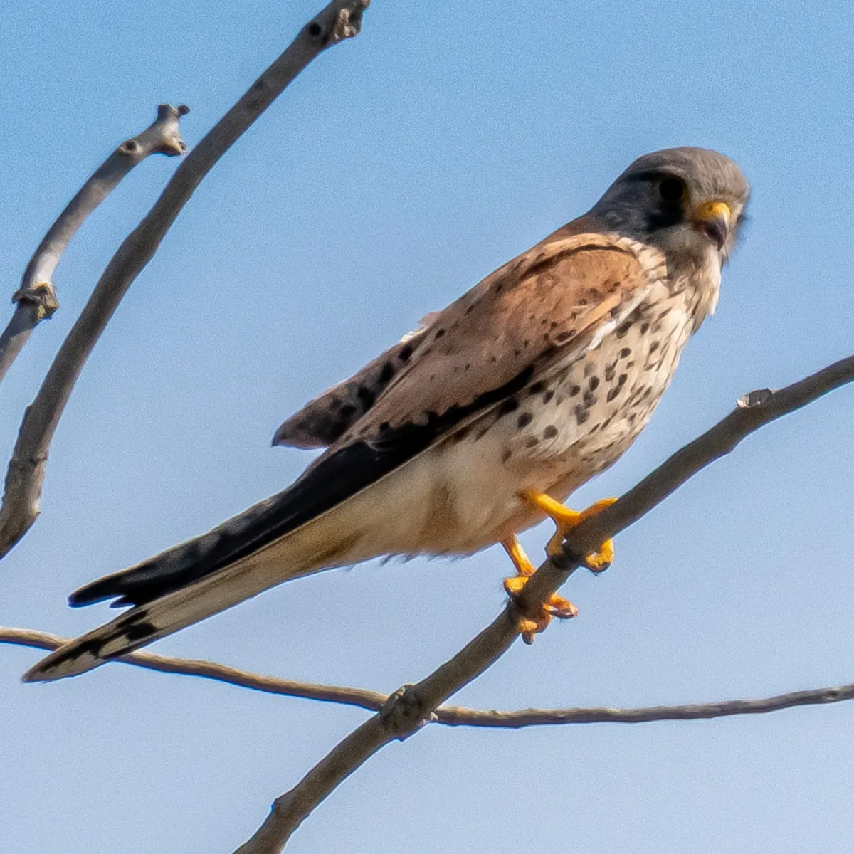 Spotted Eurasian Kestrel