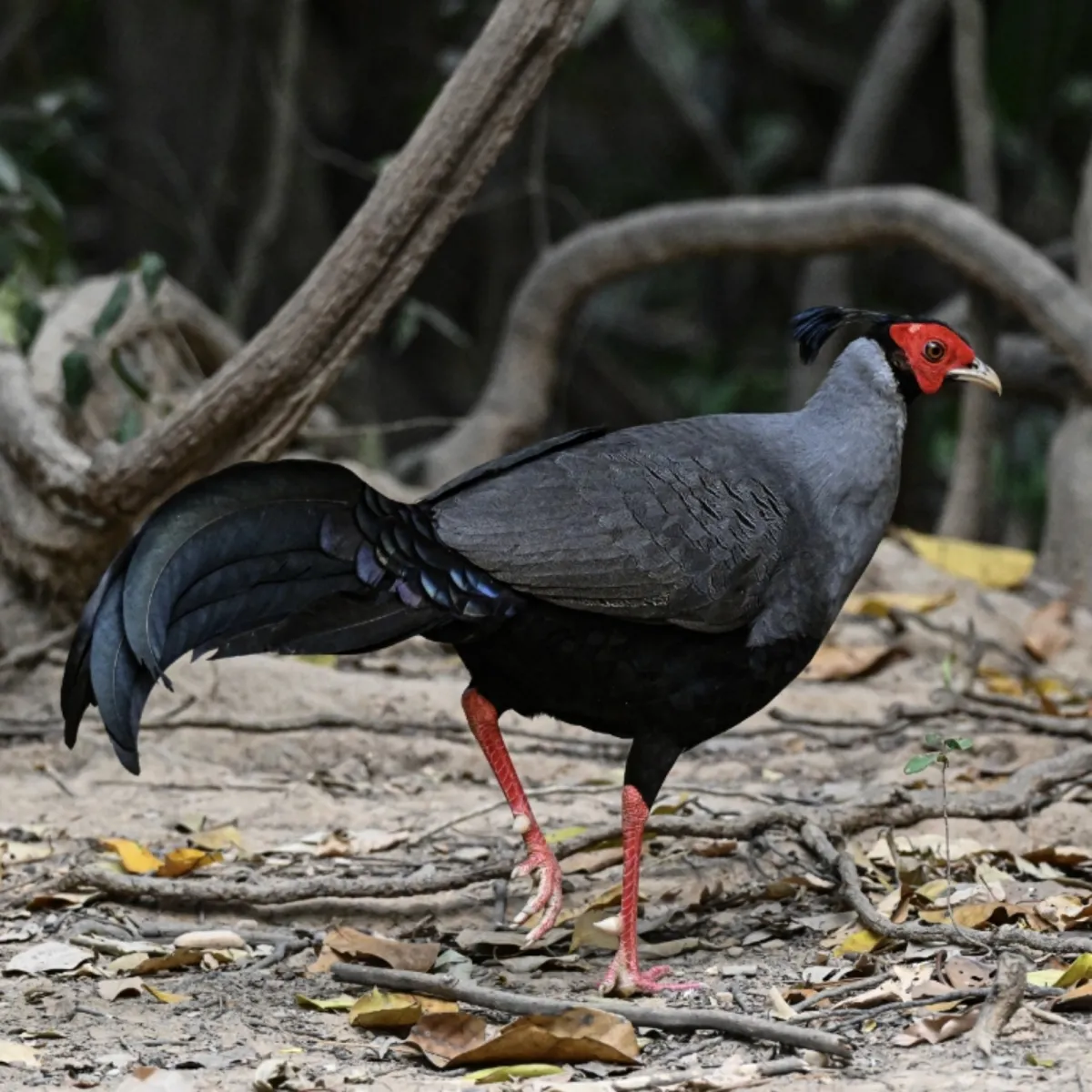 Gespotte Prelaatfazant