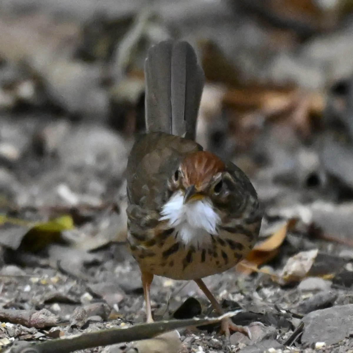 Gespotte Gevlekte jungletimalia