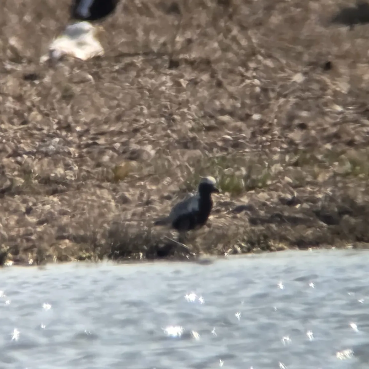 Spotted Black-bellied Plover