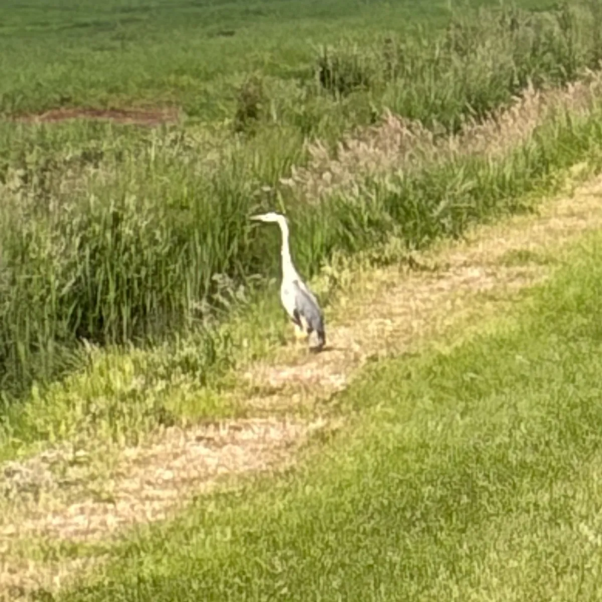 Waargenomen Blauwe reiger