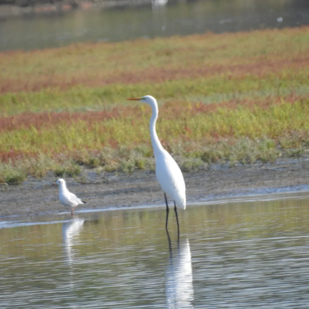 Spotted Great Egret