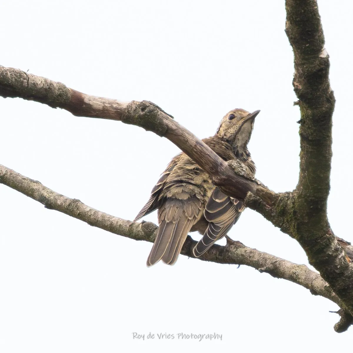 Spotted Eurasian Wryneck
