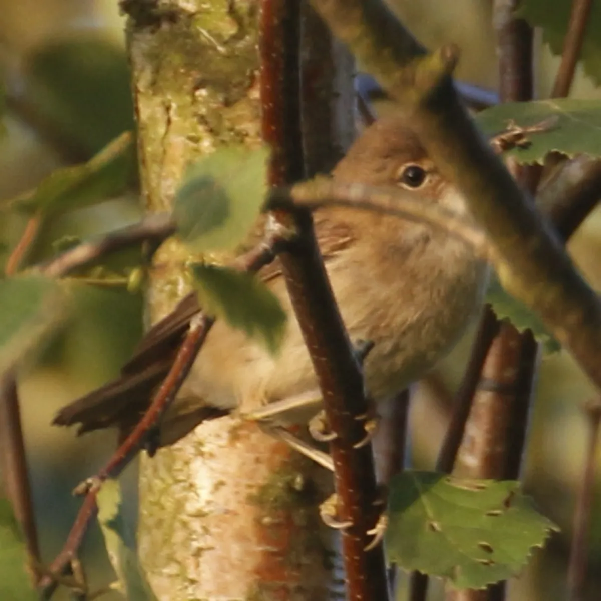 Spotted Greater Whitethroat