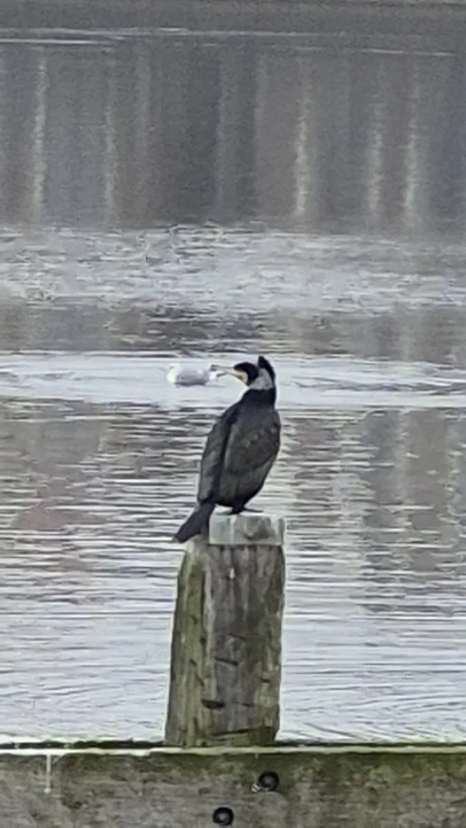 Spotted European Shag