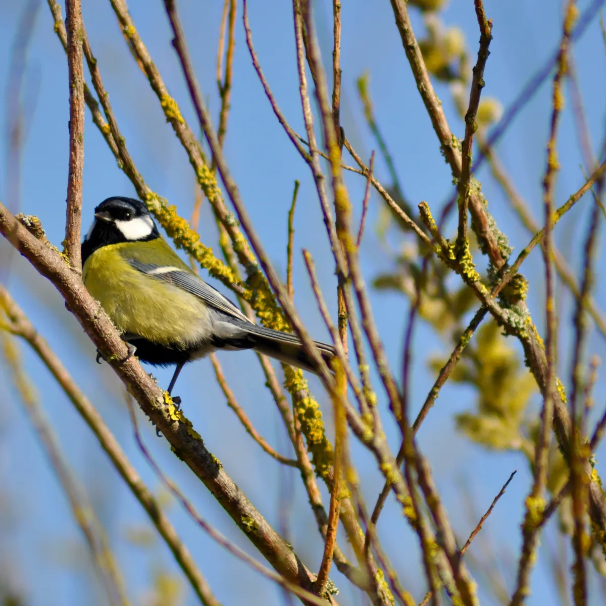 Spotted Great Tit
