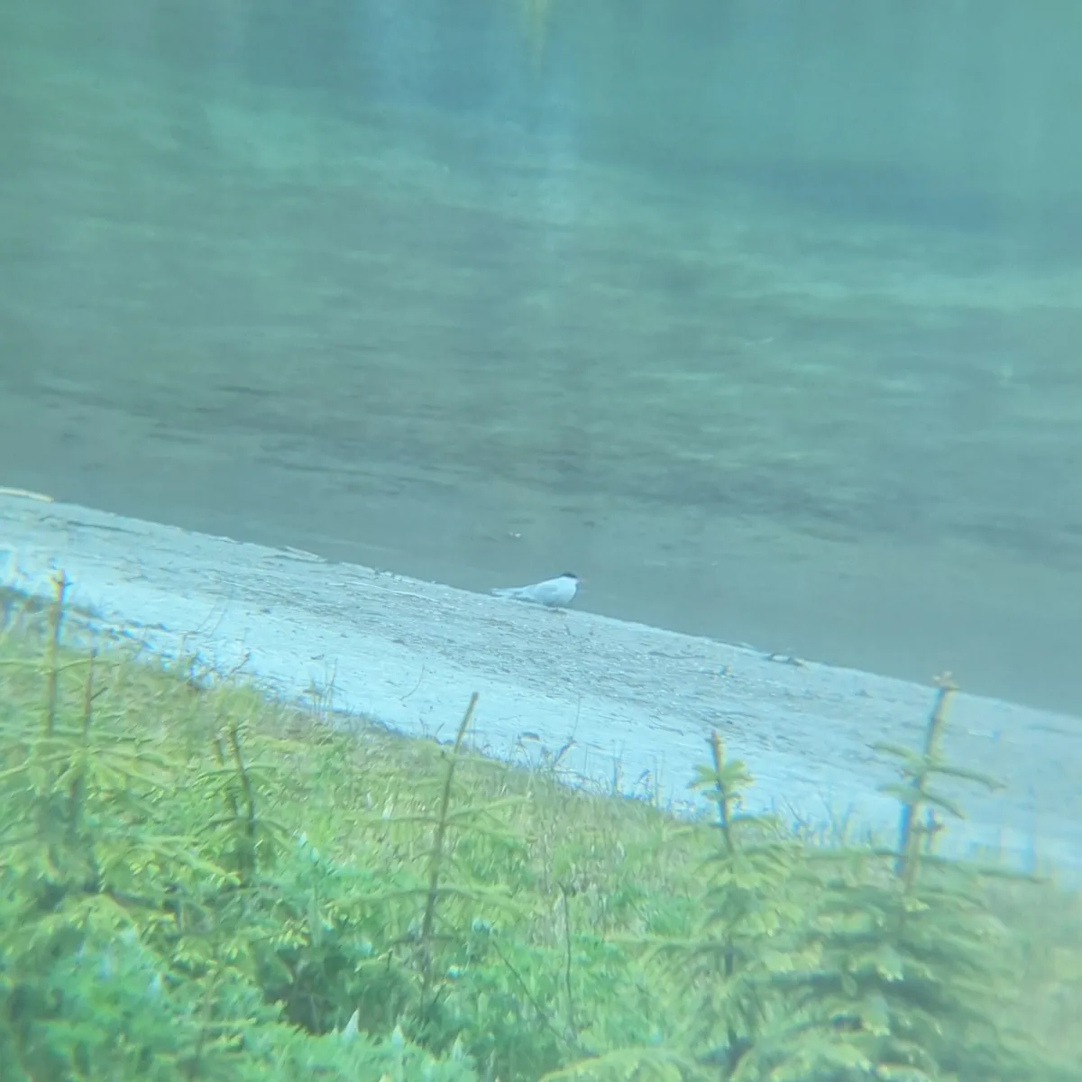 Spotted Arctic Tern