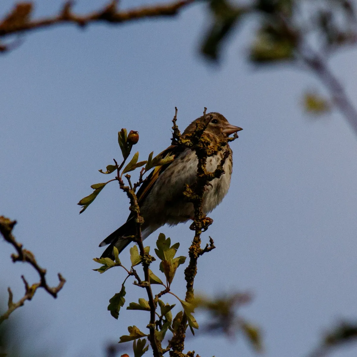 Spotted European Goldfinch