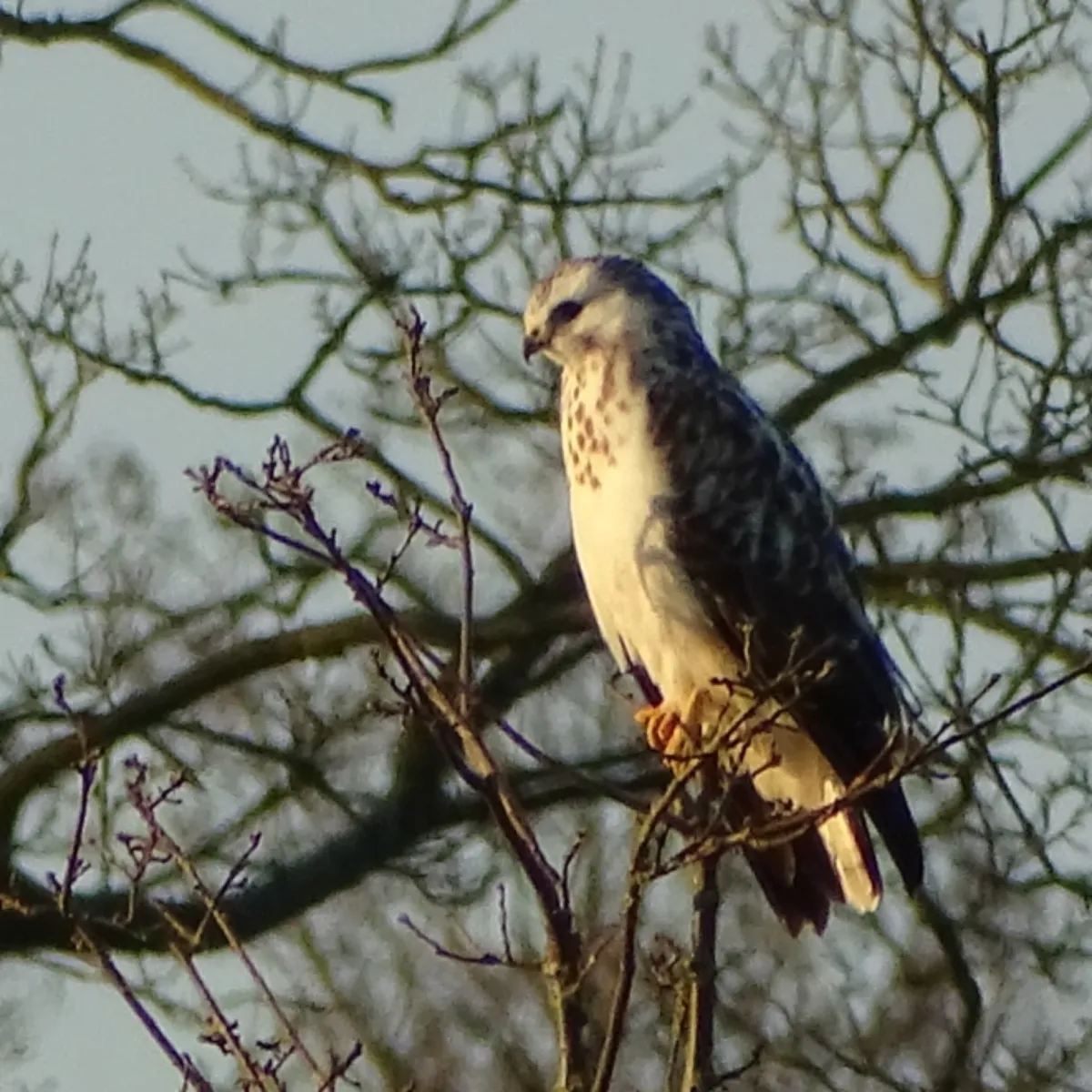 Spotted Common Buzzard