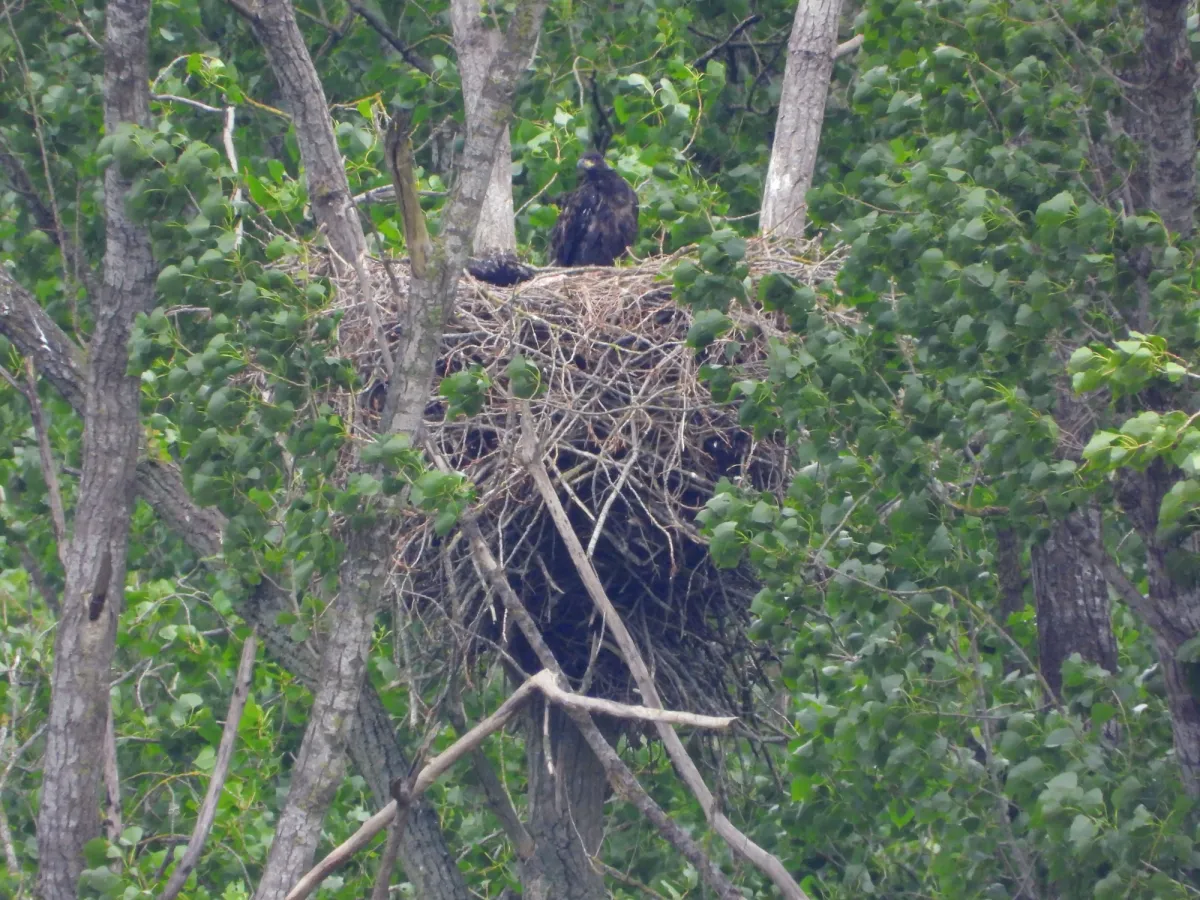 Spotted White-tailed Eagle