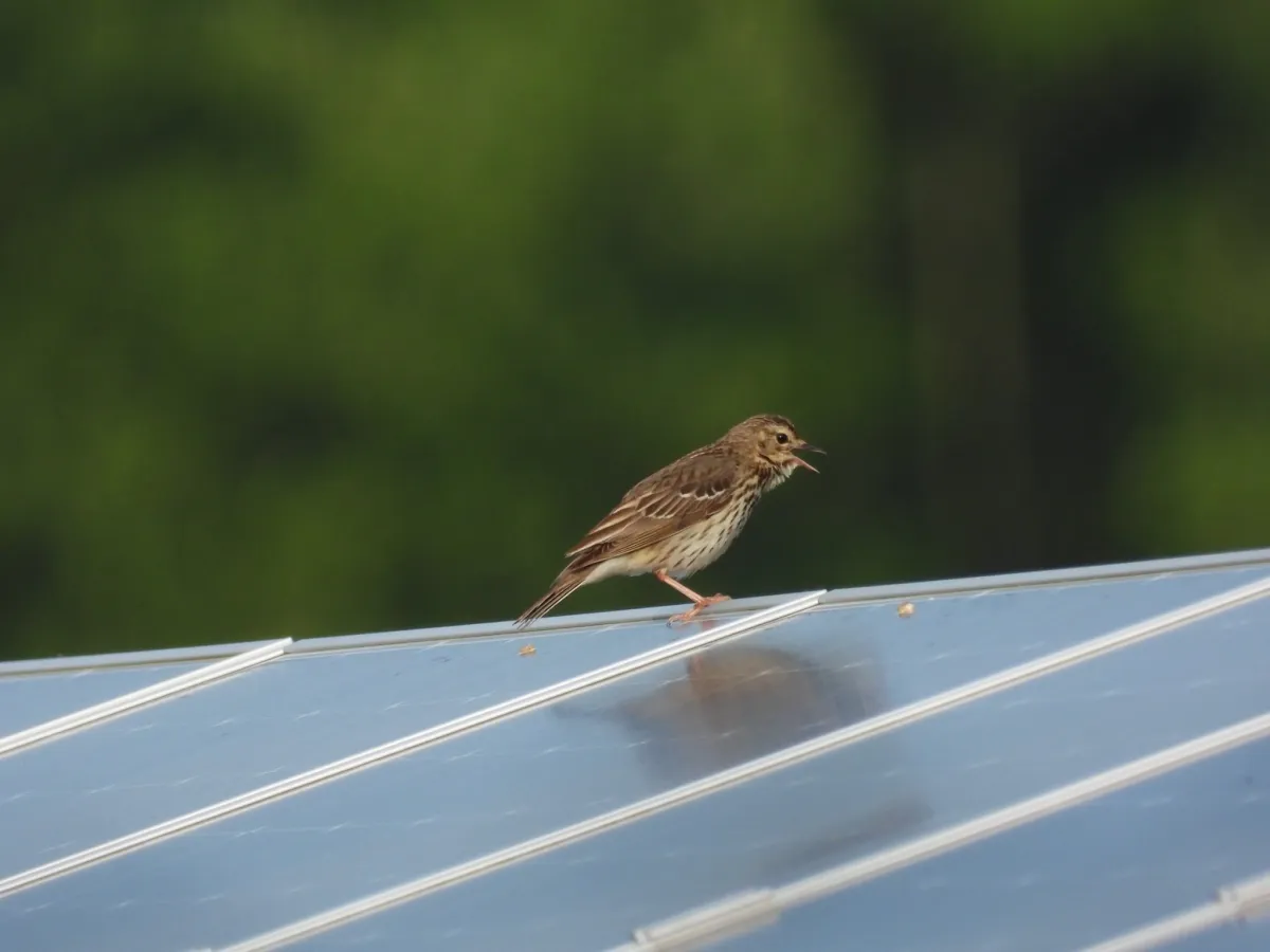 Spotted Tree Pipit
