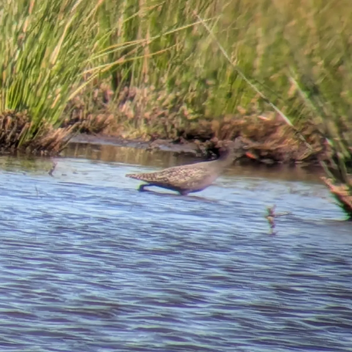 Spotted Spotted Redshank