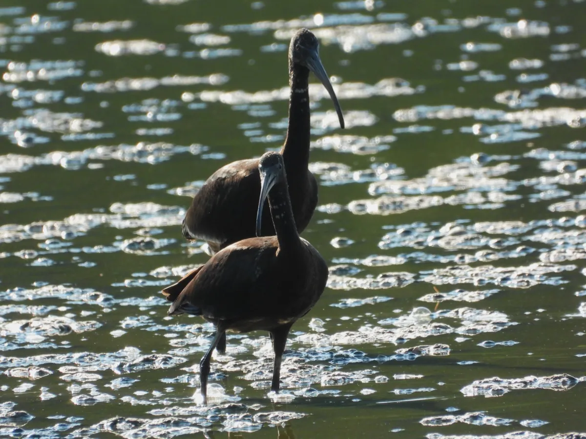 Waargenomen Zwarte ibis