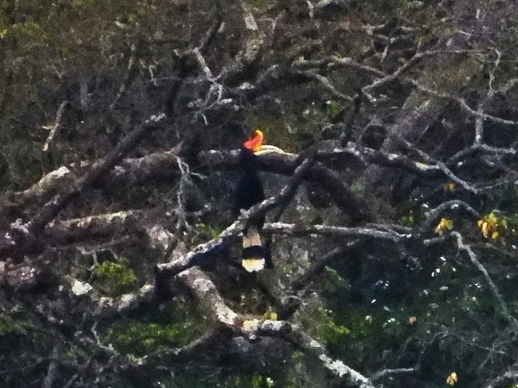 Gespotte Gewone neushoornvogel