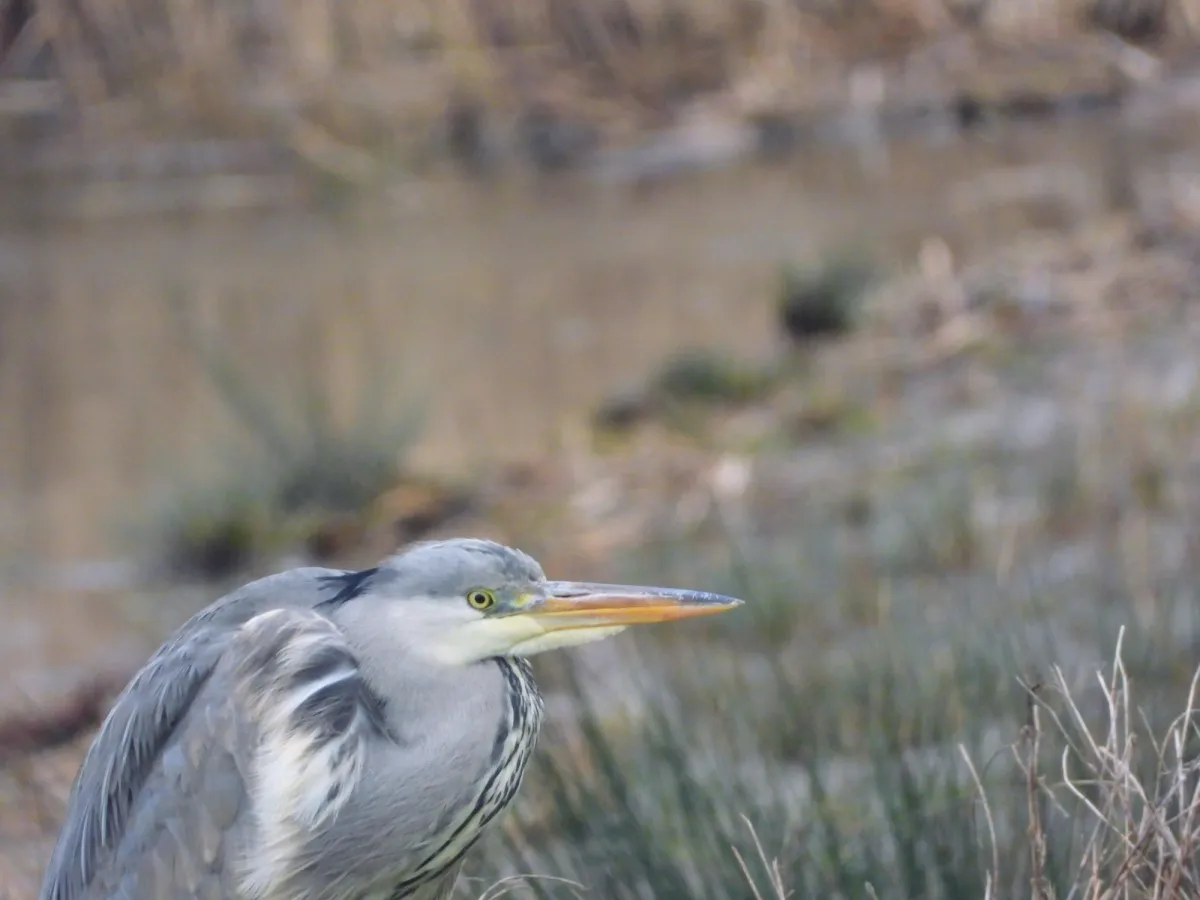 Spotted Gray Heron