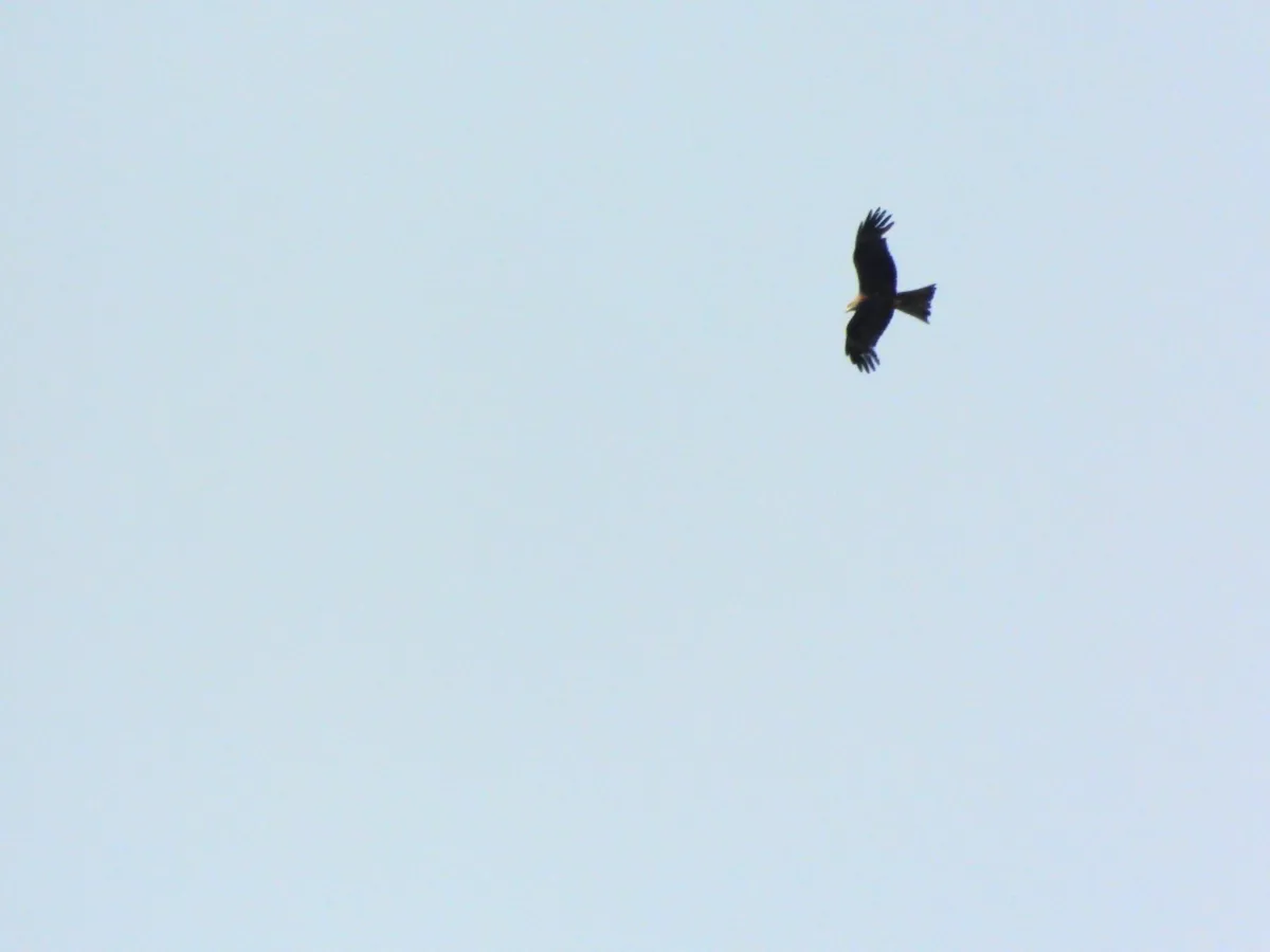 Spotted Black Kite