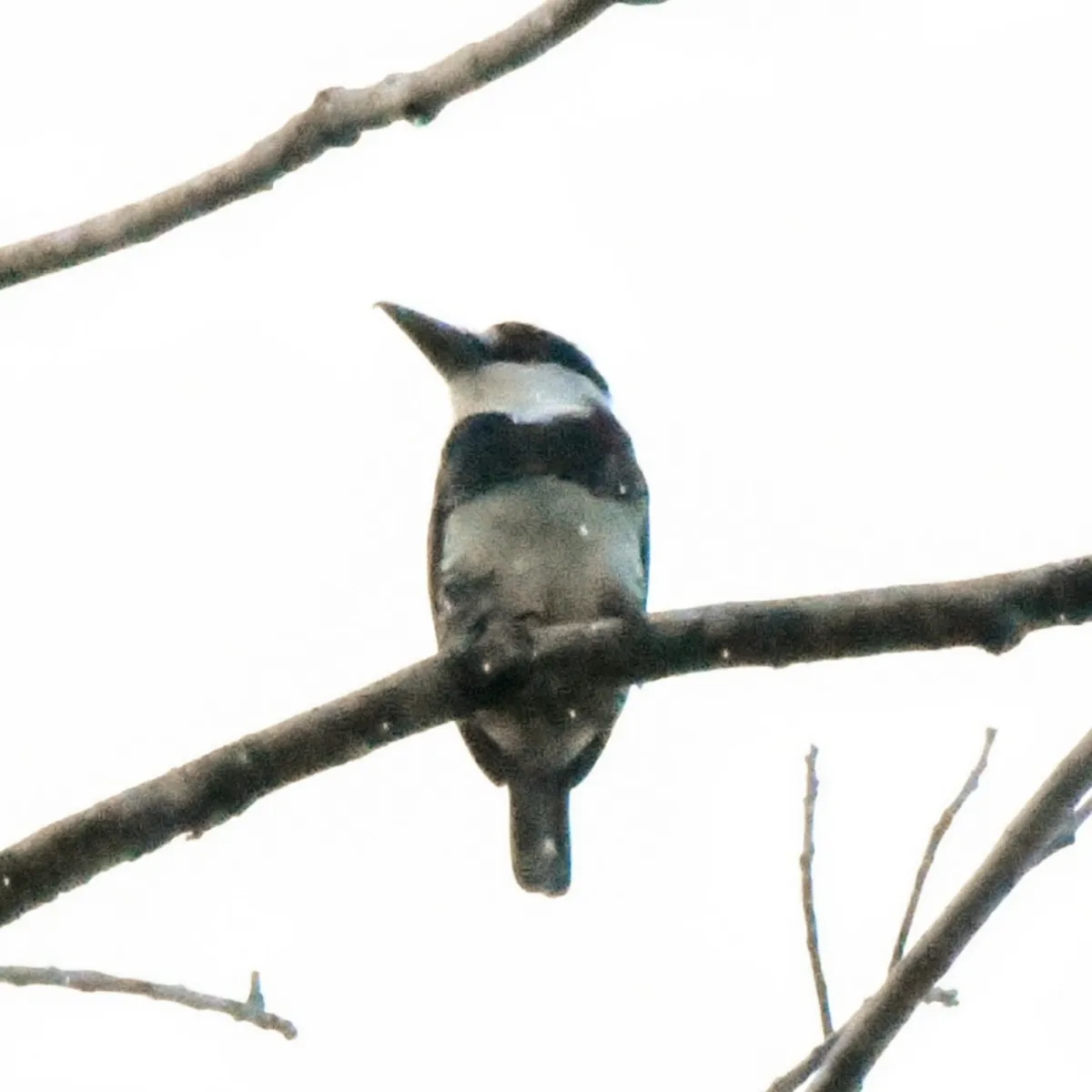 Spotted Guianan Puffbird