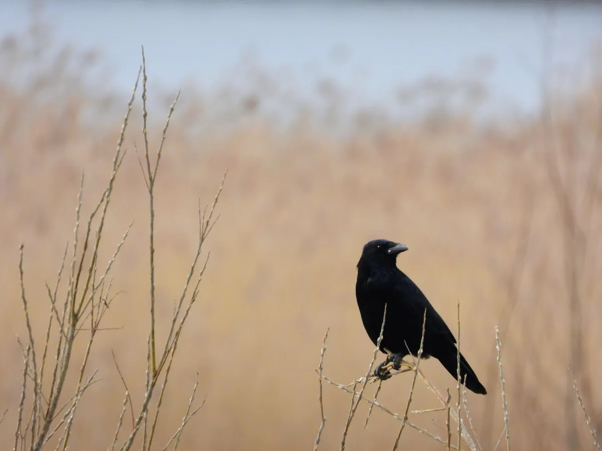 Gespotte Zwarte kraai