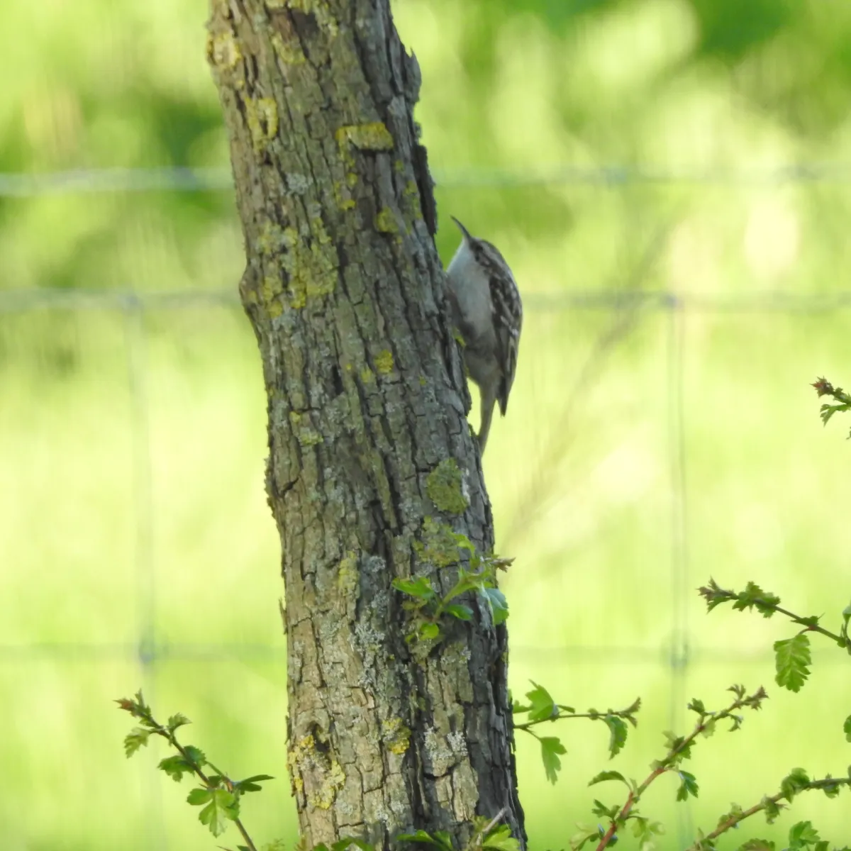 Gespotte Boomkruiper