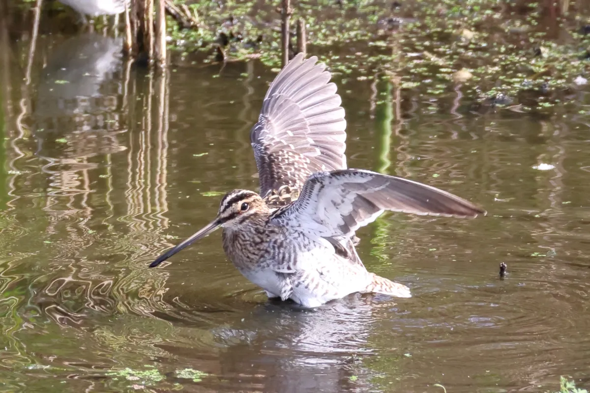 Waargenomen Watersnip