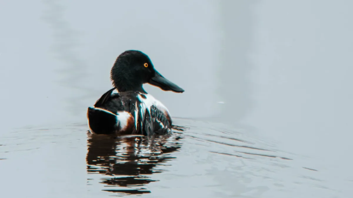 Spotted Northern Shoveler