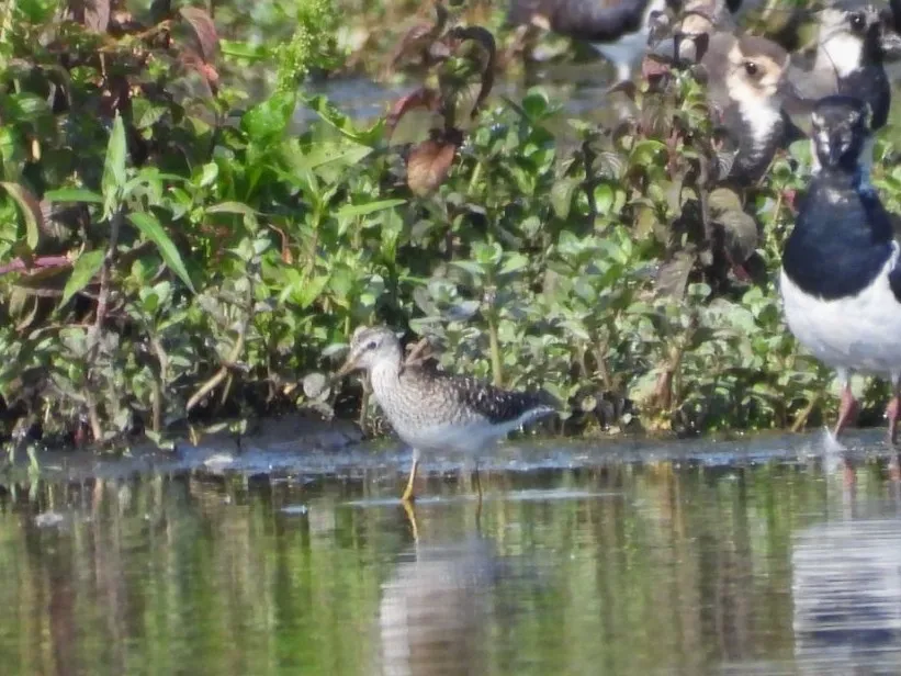 Spotted Wood Sandpiper