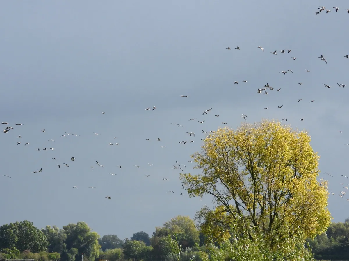 Waargenomen Grote Canadese gans
