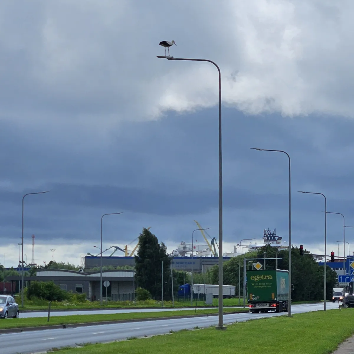 Waargenomen Ooievaar