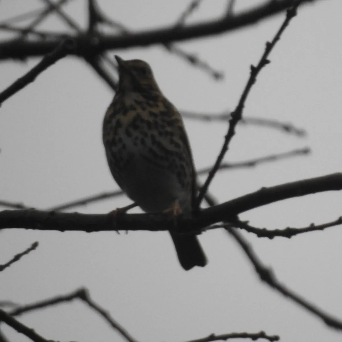 Gespotte Zanglijster