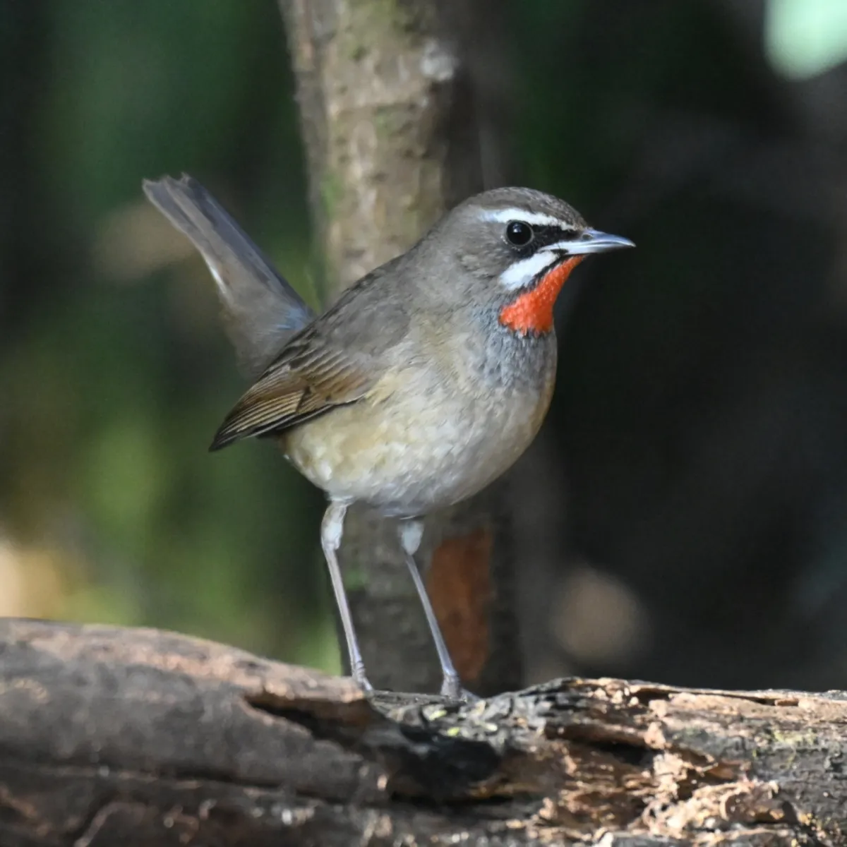 Spotted Siberian Rubythroat