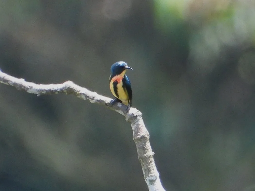 Gespotte Vlamborsthoningvogel