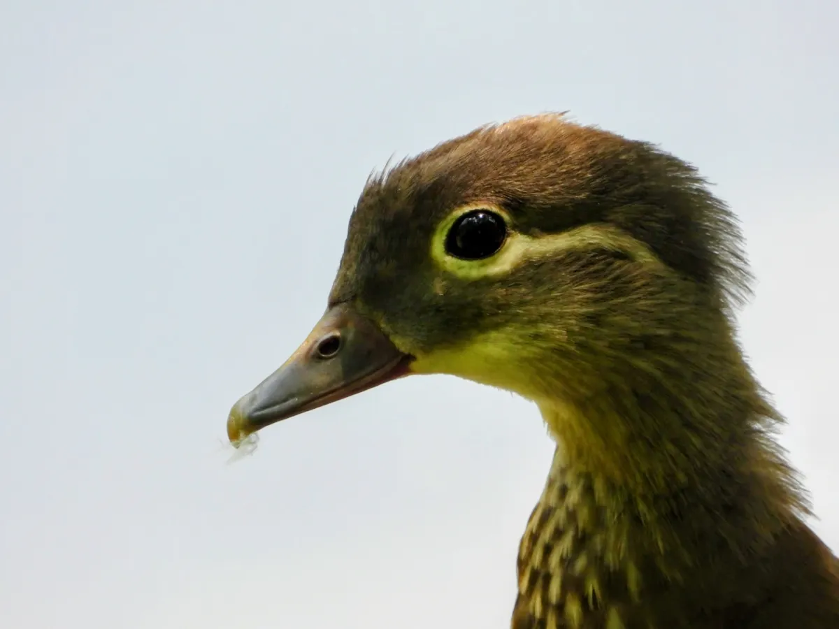 Spotted Mandarin Duck
