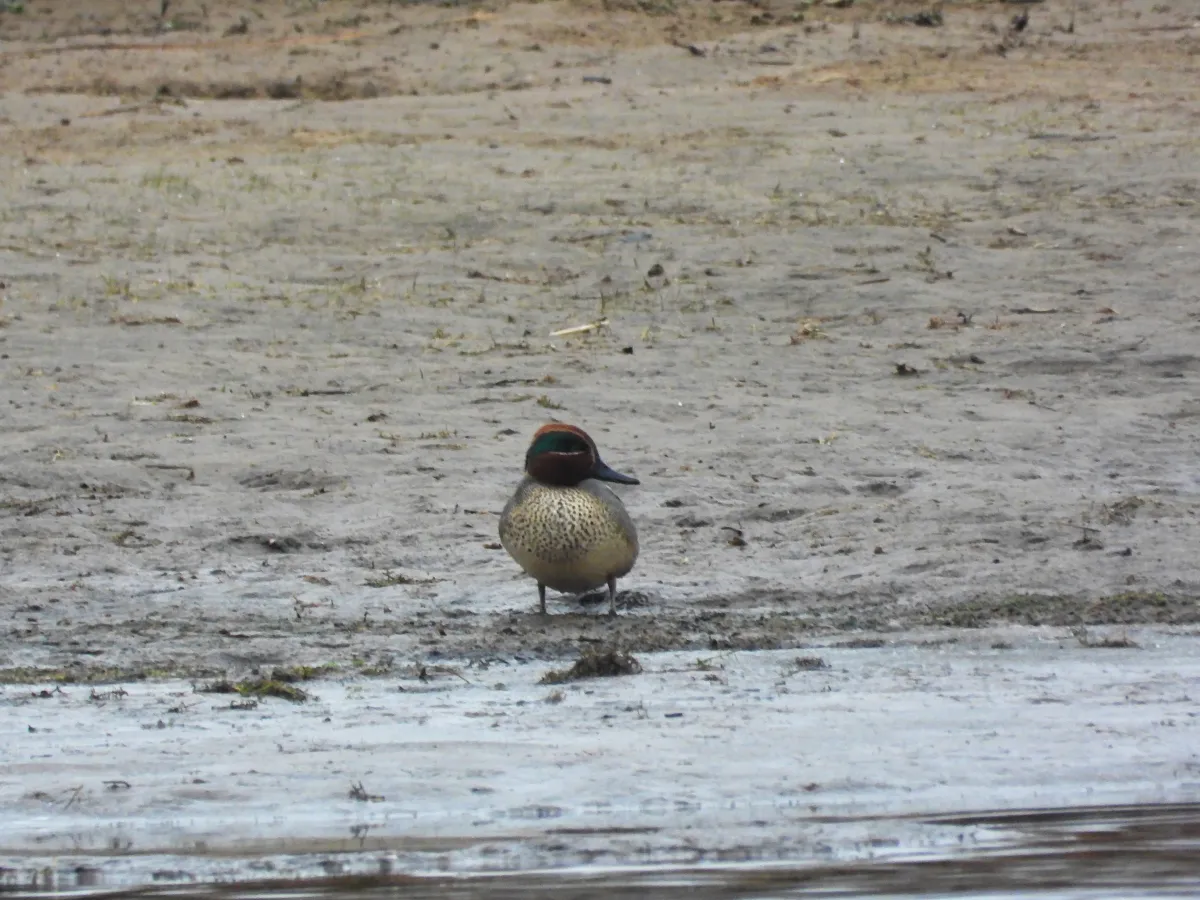 Gespotte Wintertaling