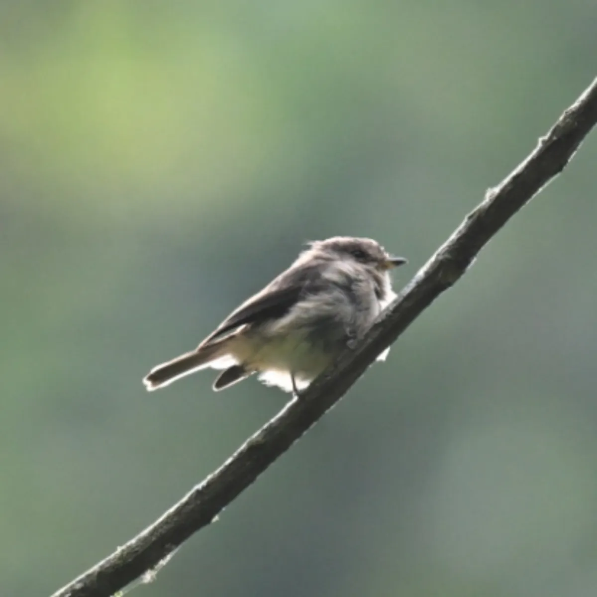 Spotted White-bellied Crested Flycatcher