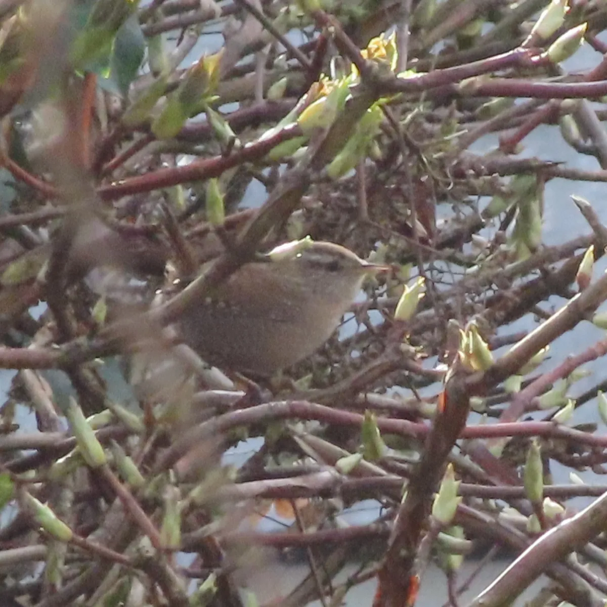 Spotted Eurasian Wren