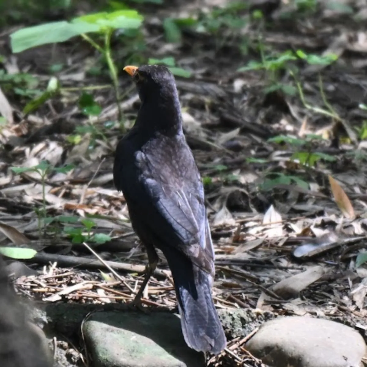 Spotted Chinese Blackbird