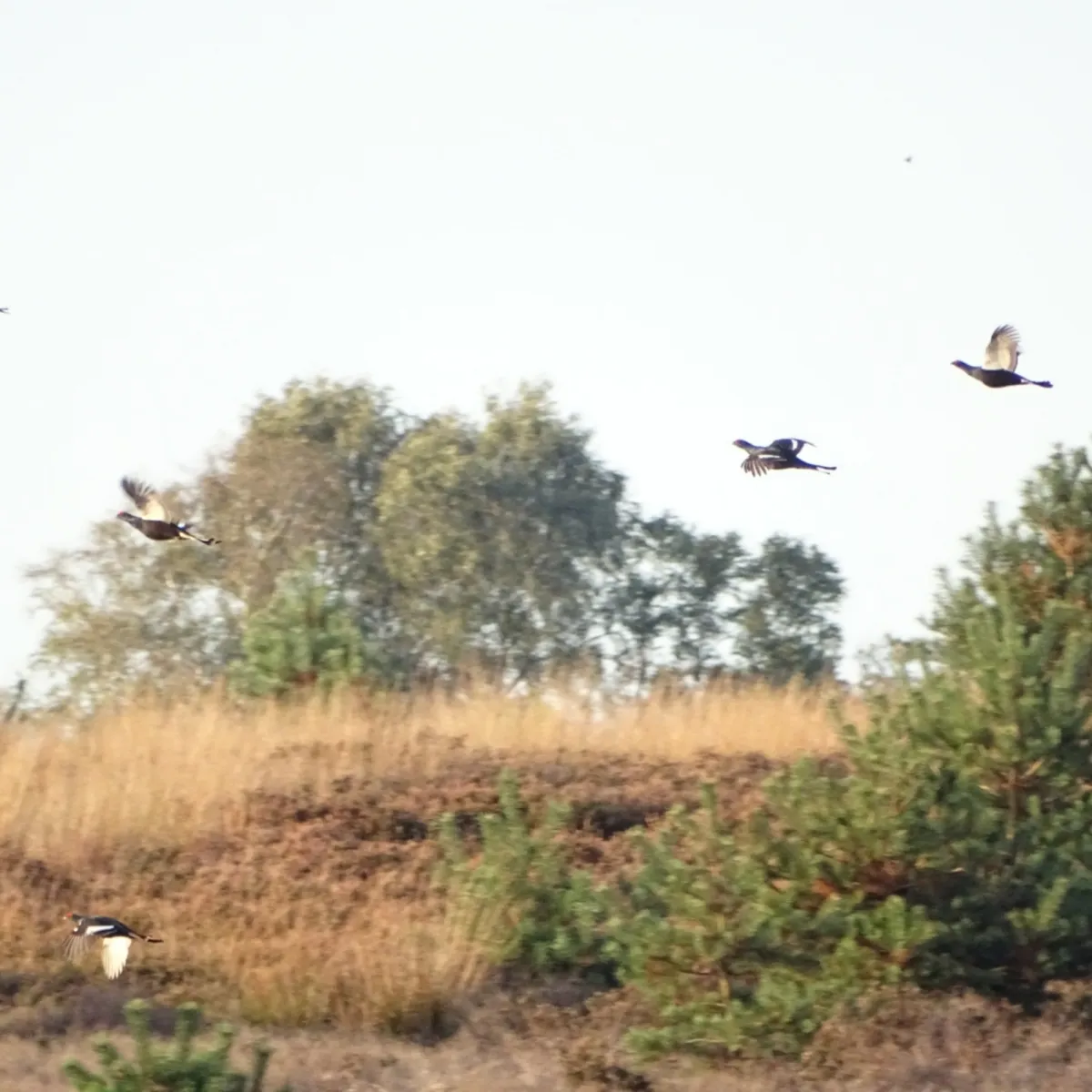 Spotted Black Grouse