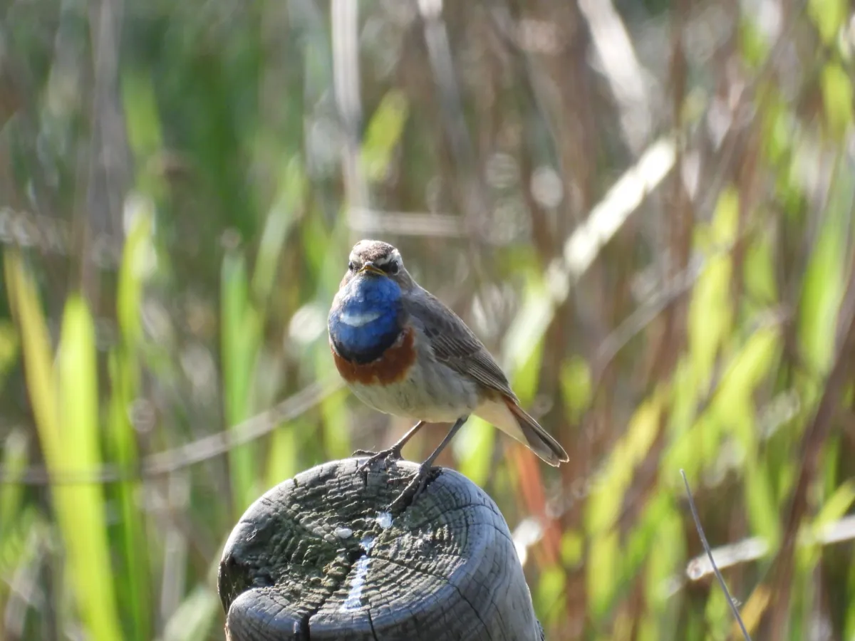 Spotted Bluethroat