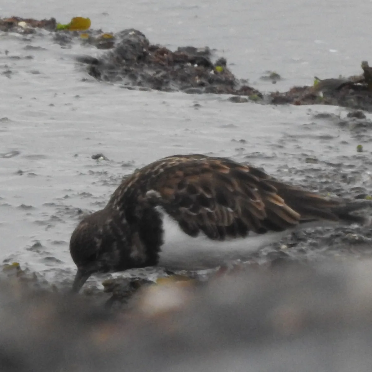 Spotted Ruddy Turnstone