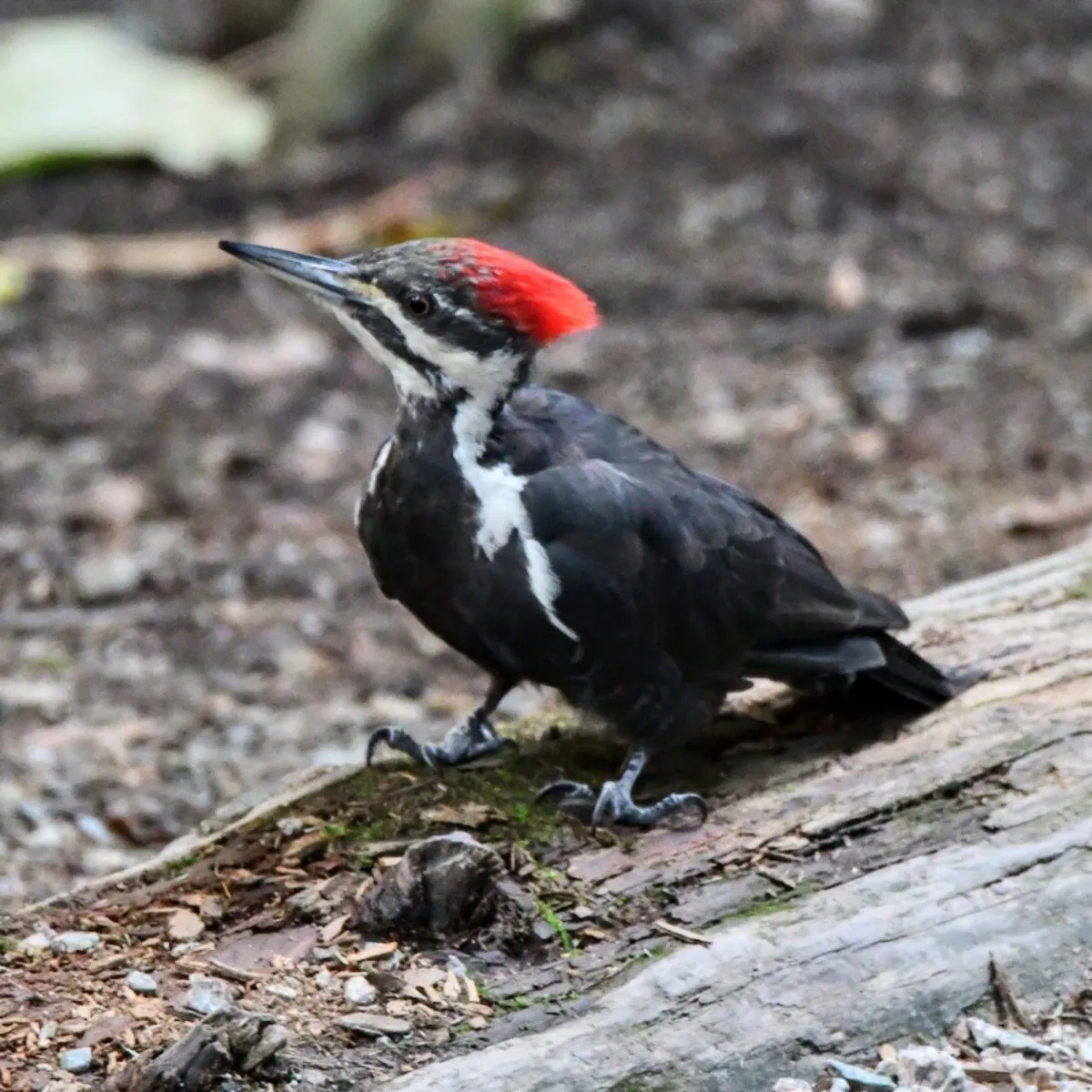 Gespotte Noord-Amerikaanse helmspecht