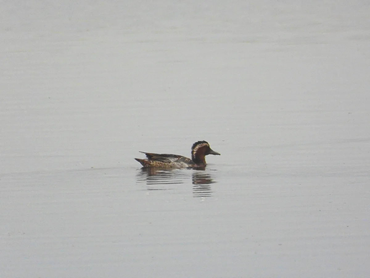 Spotted Garganey