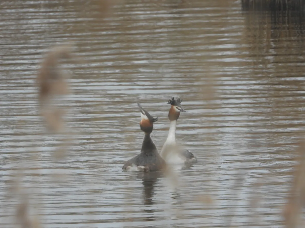Spotted Great Crested Grebe