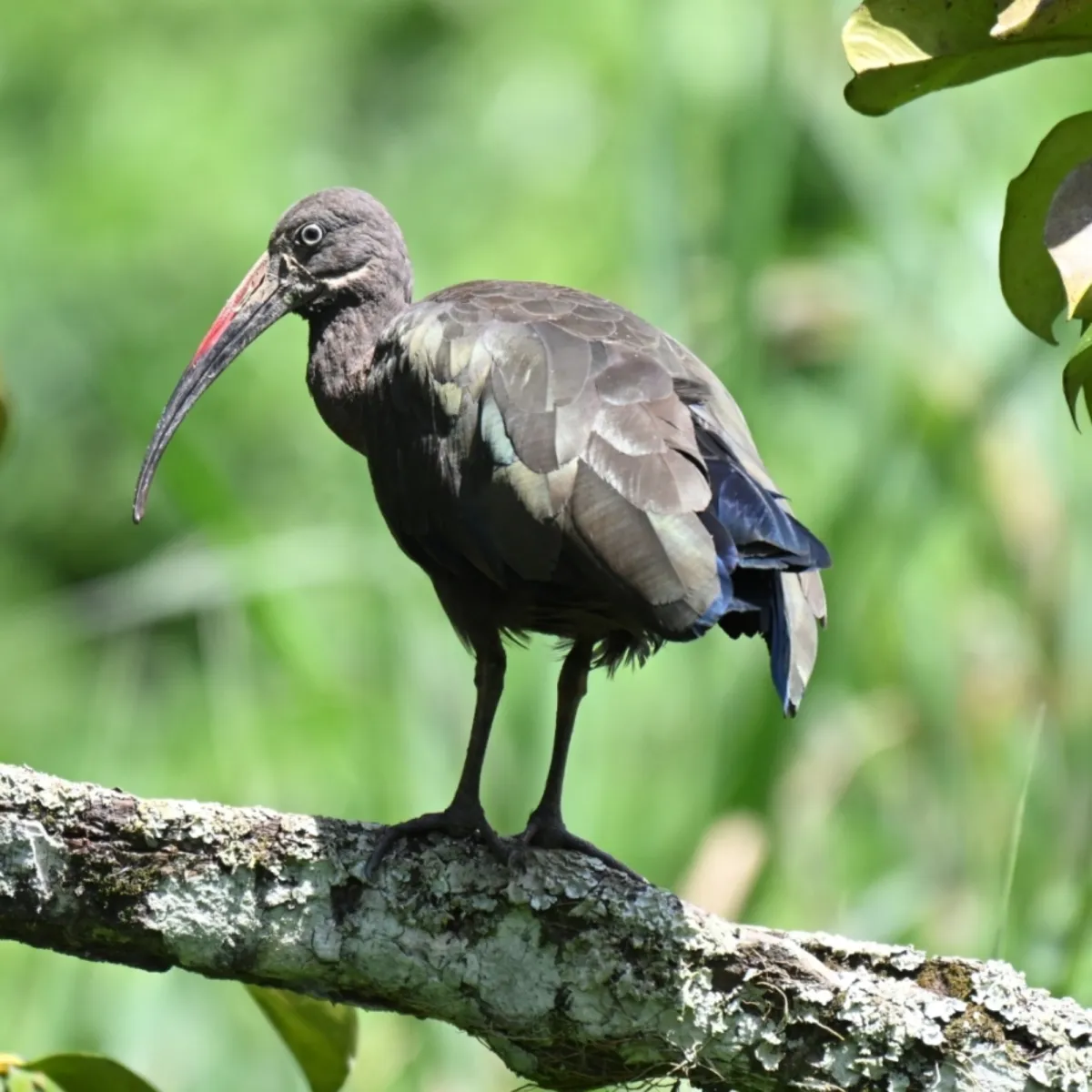 Spotted Hadada Ibis