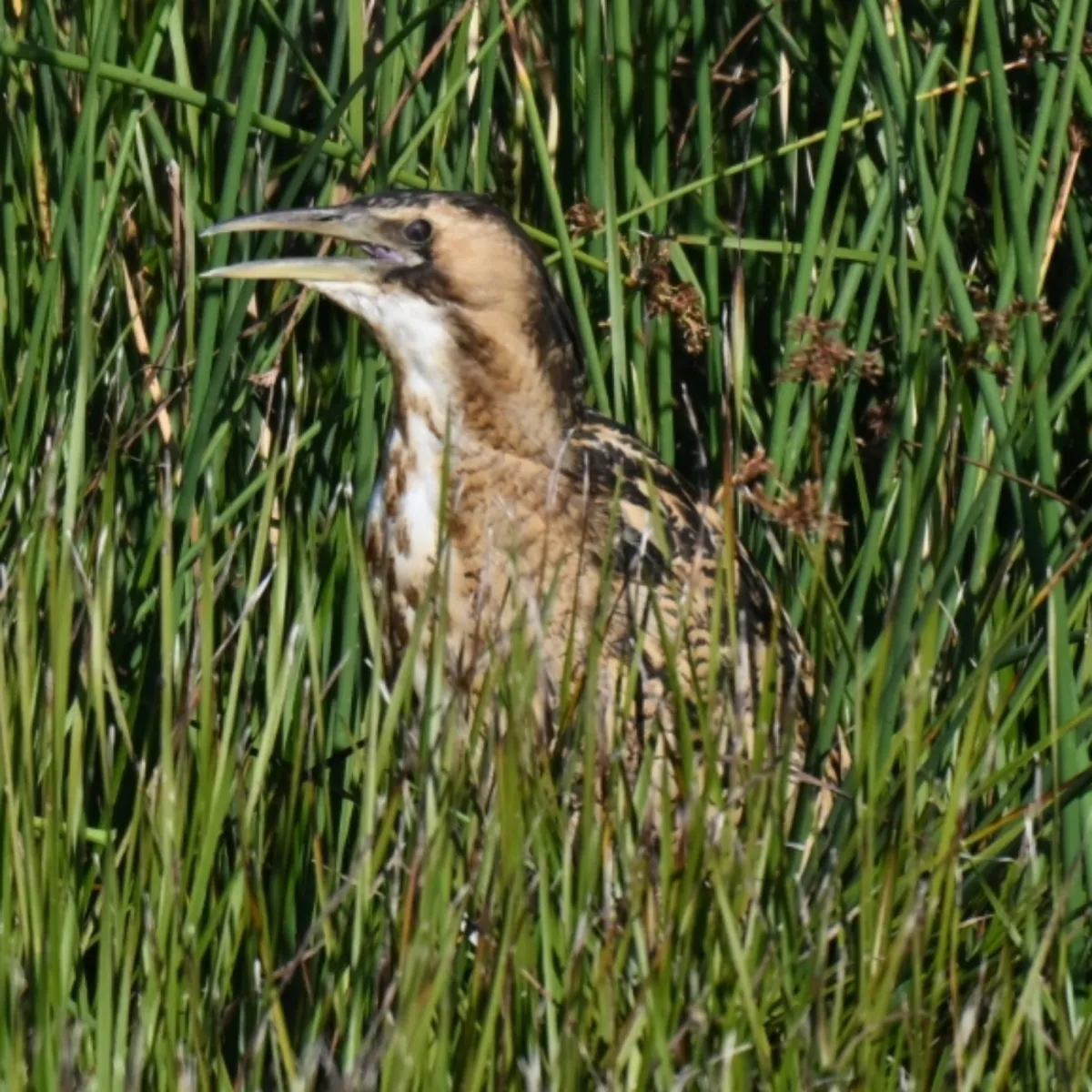 Spotted Eurasian Bittern