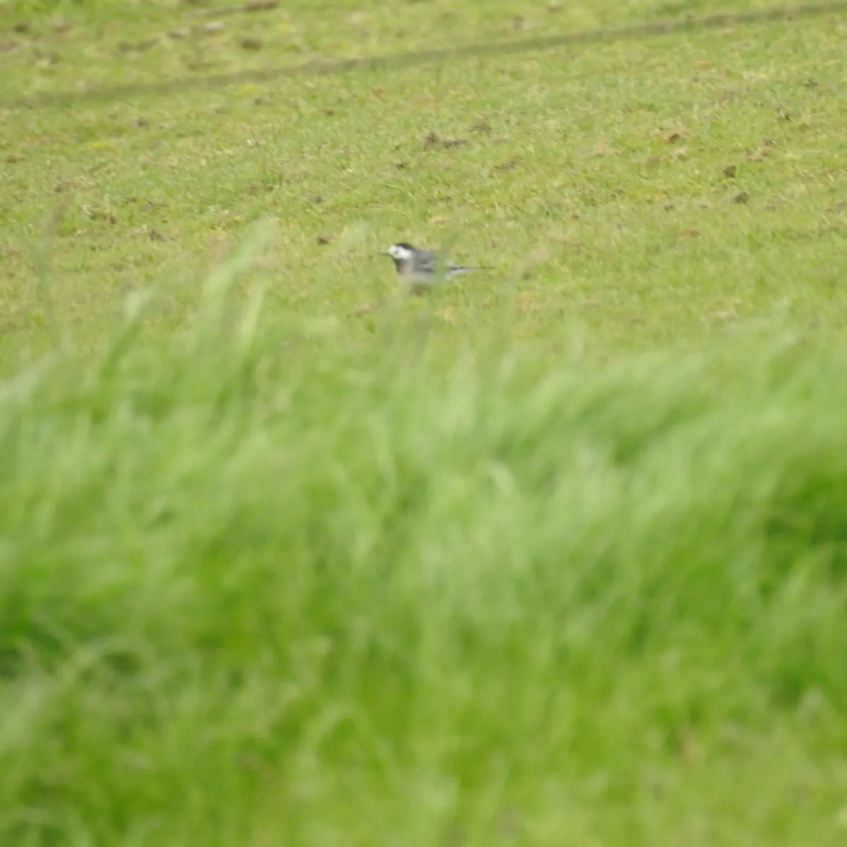 Spotted White Wagtail