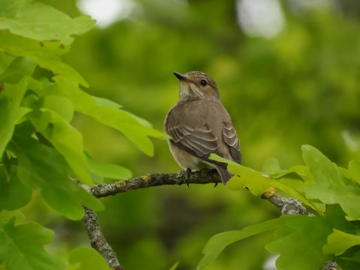 Spotted Spotted Flycatcher