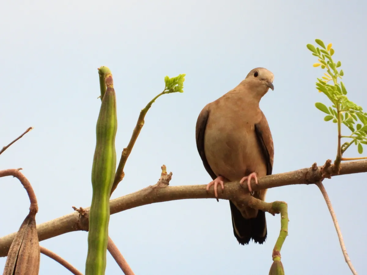 Spotted Ruddy Ground Dove