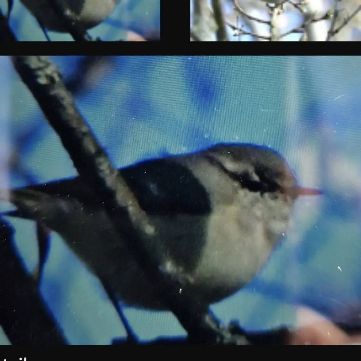 Spotted Hume's Warbler